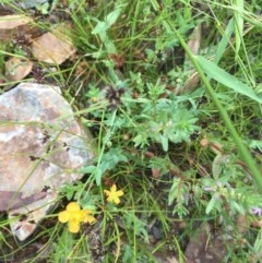 Hypericum gramineum at Downer, ACT - 17 Dec 2020