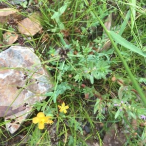 Hypericum gramineum at Downer, ACT - 17 Dec 2020