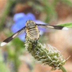 Comptosia quadripennis (a bee fly) at Coree, ACT - 17 Dec 2020 by JohnBundock