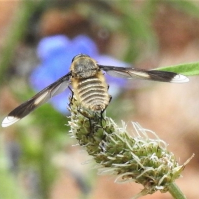 Comptosia quadripennis (a bee fly) at Coree, ACT - 17 Dec 2020 by JohnBundock