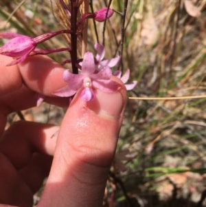 Dipodium roseum at Aranda, ACT - 17 Dec 2020