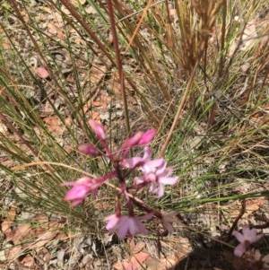 Dipodium roseum at Aranda, ACT - 17 Dec 2020