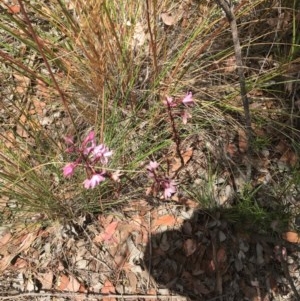 Dipodium roseum at Aranda, ACT - 17 Dec 2020