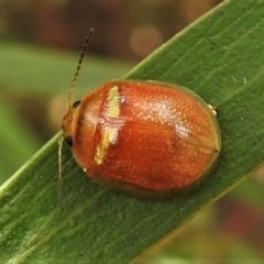 Paropsisterna sp. (genus) (A leaf beetle) at Tuggeranong DC, ACT - 16 Dec 2020 by JohnBundock