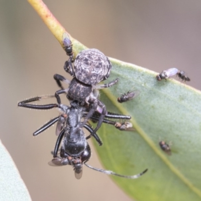 Cymbacha ocellata (Crab spider) at Acton, ACT - 18 Dec 2020 by AlisonMilton