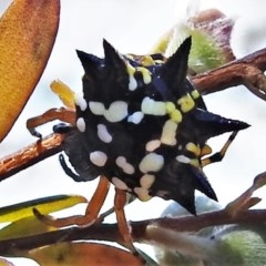 Austracantha minax (Christmas Spider, Jewel Spider) at Coree, ACT - 17 Dec 2020 by JohnBundock