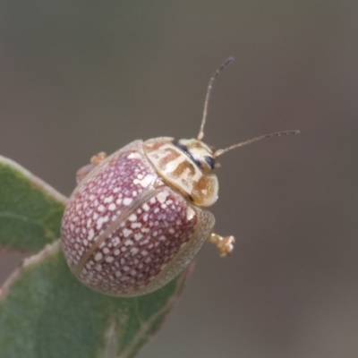 Paropsisterna decolorata (A Eucalyptus leaf beetle) at Acton, ACT - 18 Dec 2020 by AlisonMilton