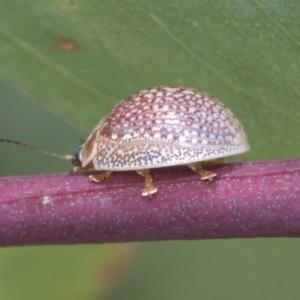 Paropsisterna decolorata at Acton, ACT - 18 Dec 2020