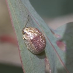 Paropsisterna decolorata at Acton, ACT - 18 Dec 2020