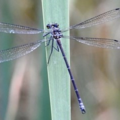 Austroargiolestes icteromelas (Common Flatwing) at Kambah, ACT - 18 Dec 2020 by HelenCross