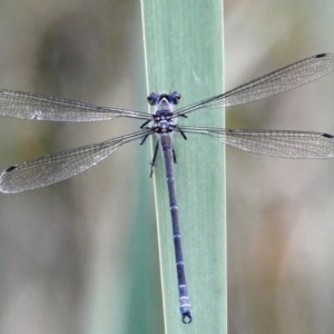 Austroargiolestes icteromelas at Kambah, ACT - 19 Dec 2020 08:44 AM