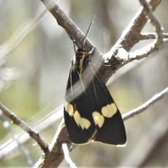 Nyctemera amicus (Senecio Moth, Magpie Moth, Cineraria Moth) at Coree, ACT - 17 Dec 2020 by JohnBundock