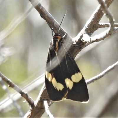 Nyctemera amicus (Senecio Moth, Magpie Moth, Cineraria Moth) at Coree, ACT - 17 Dec 2020 by JohnBundock