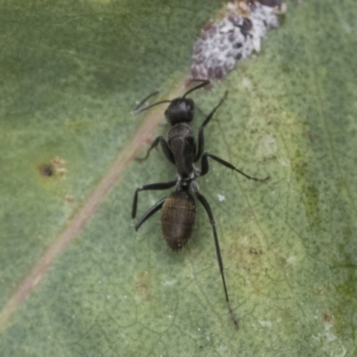 Camponotus aeneopilosus (A Golden-tailed sugar ant) at Acton, ACT - 17 Dec 2020 by AlisonMilton