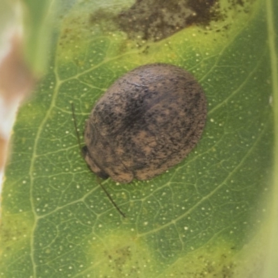 Trachymela sp. (genus) (Brown button beetle) at ANU Dickson Precinct - 18 Dec 2020 by AlisonMilton
