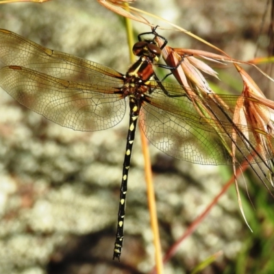 Synthemis eustalacta (Swamp Tigertail) at Kambah, ACT - 19 Dec 2020 by HelenCross