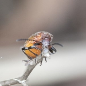 Ecnolagria grandis at Acton, ACT - 18 Dec 2020 11:06 AM