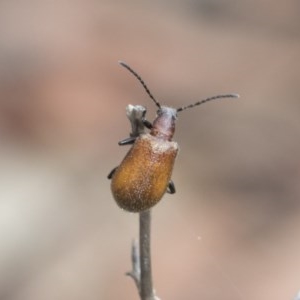 Ecnolagria grandis at Acton, ACT - 18 Dec 2020 11:06 AM