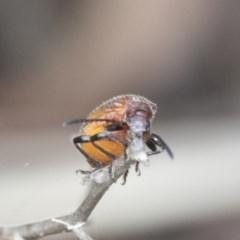 Ecnolagria grandis at Acton, ACT - 18 Dec 2020