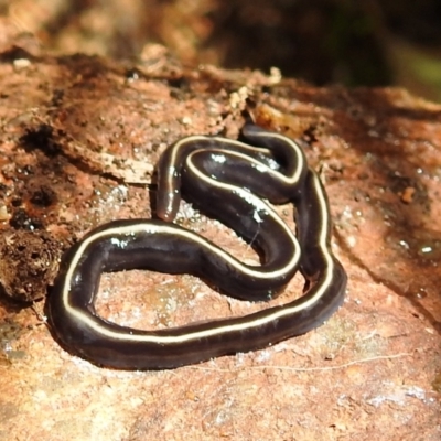 Caenoplana coerulea (Blue Planarian, Blue Garden Flatworm) at Kambah, ACT - 19 Dec 2020 by HelenCross