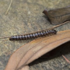 Paradoxosomatidae sp. (family) (Millipede) at Acton, ACT - 18 Dec 2020 by AlisonMilton