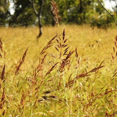 Sorghum leiocladum (Wild Sorghum) at Kambah, ACT - 18 Dec 2020 by HelenCross