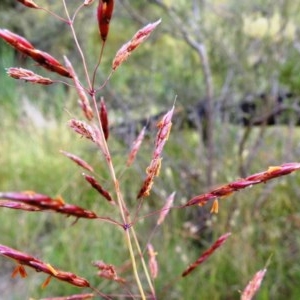 Sorghum leiocladum at Kambah, ACT - 19 Dec 2020