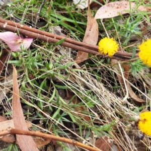 Leptorhynchos squamatus at Kambah, ACT - 19 Dec 2020