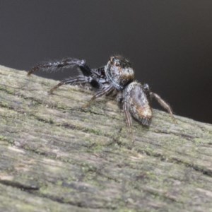 Opisthoncus sp. (genus) at Acton, ACT - 18 Dec 2020