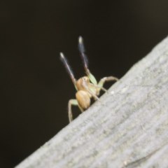 Prostheclina sp (genus) (A jumping spider) at Acton, ACT - 18 Dec 2020 by AlisonMilton