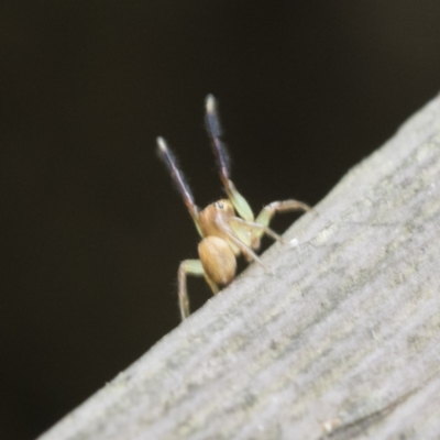 Prostheclina sp (genus) (A jumping spider) at ANBG - 18 Dec 2020 by AlisonMilton