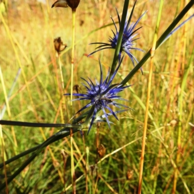 Eryngium ovinum (Blue Devil) at Kambah, ACT - 18 Dec 2020 by HelenCross