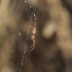 Plebs bradleyi (Enamelled spider) at ANBG - 18 Dec 2020 by AlisonMilton