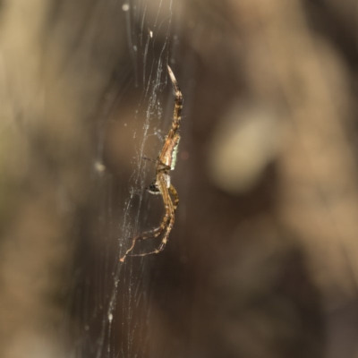 Plebs bradleyi (Enamelled spider) at Acton, ACT - 18 Dec 2020 by AlisonMilton