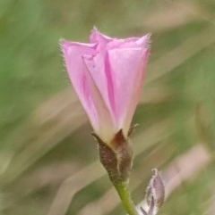Convolvulus angustissimus subsp. angustissimus (Australian Bindweed) at Cook, ACT - 14 Dec 2020 by drakes
