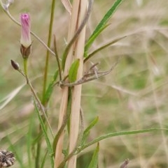 Convolvulus angustissimus subsp. angustissimus at Cook, ACT - 14 Dec 2020