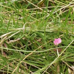 Convolvulus angustissimus subsp. angustissimus at Cook, ACT - 14 Dec 2020 09:47 AM