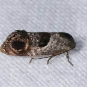 Eupselia beatella at Melba, ACT - 19 Nov 2020