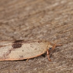 Garrha phoenopis at Melba, ACT - 19 Nov 2020