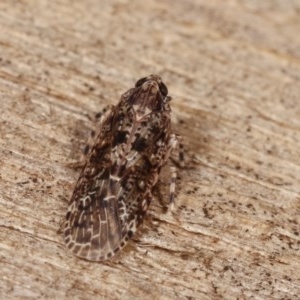 Dipsiathus pallidifrons at Melba, ACT - 19 Nov 2020