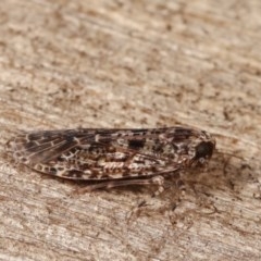 Dipsiathus pallidifrons at Melba, ACT - 19 Nov 2020