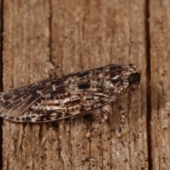 Dipsiathus pallidifrons at Melba, ACT - 19 Nov 2020 09:25 PM