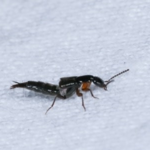 Staphylinidae (family) at Melba, ACT - 19 Nov 2020