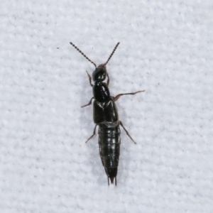 Staphylinidae (family) at Melba, ACT - 19 Nov 2020