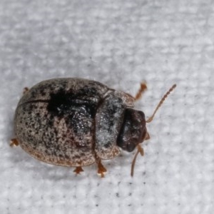 Trachymela sp. (genus) at Melba, ACT - 19 Nov 2020