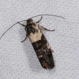 Eupselia aristonica at Melba, ACT - 19 Nov 2020