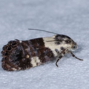 Eupselia aristonica at Melba, ACT - 19 Nov 2020