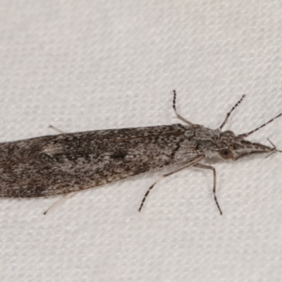 Leptoceridae sp. (family) (Long-horned caddisfly) at Melba, ACT - 19 Nov 2020 by kasiaaus