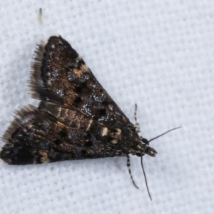 Heliothela ophideresana at Melba, ACT - 19 Nov 2020