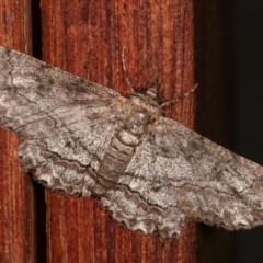 Cleora (genus) (A Looper Moth) at Melba, ACT - 19 Nov 2020 by kasiaaus